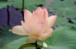 SUNTSE INTERNATIONAL - Consulting STIC - [Conseil en strat�gie]